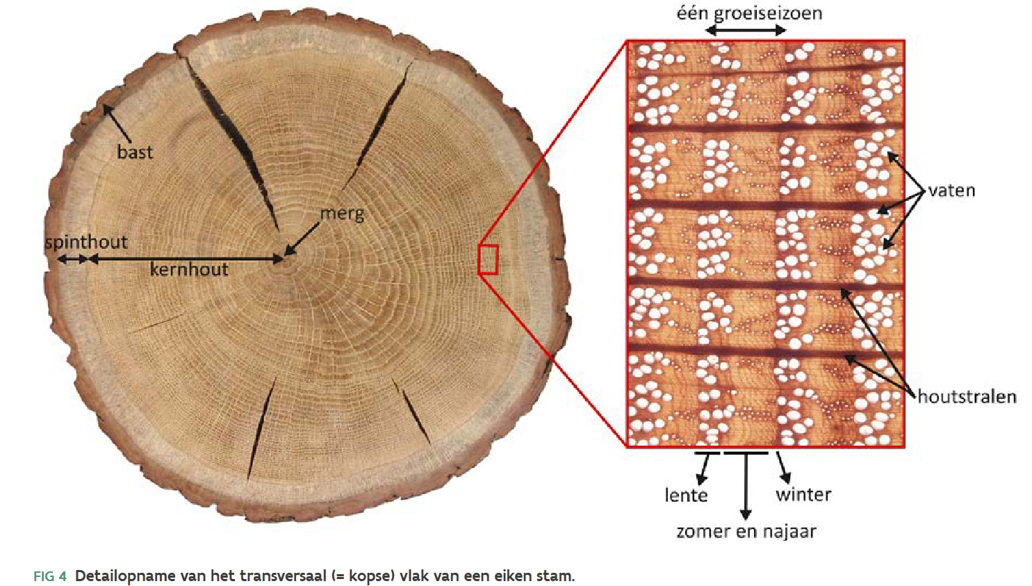 Jaarring bij
                  eiken